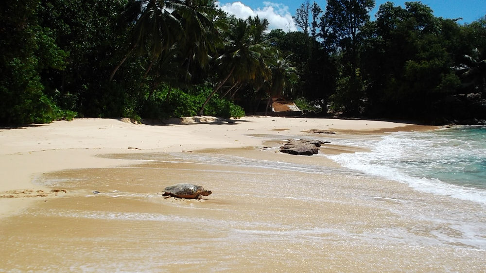 Schildkroete Strand